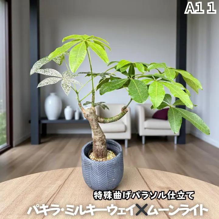 2026年最新】パキラムーンライトの人気アイテム - メルカリ