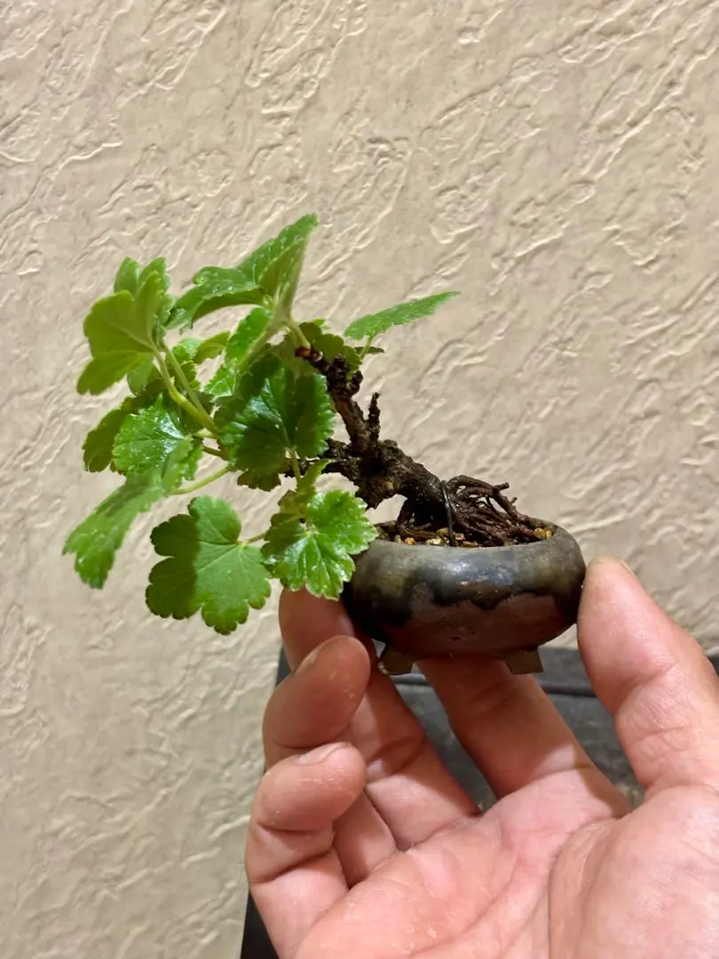 2026年最新】ヤシャビシャクの人気アイテム - メルカリ