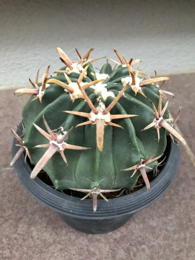 2026年最新】サボテン 綾波の人気アイテム - メルカリ