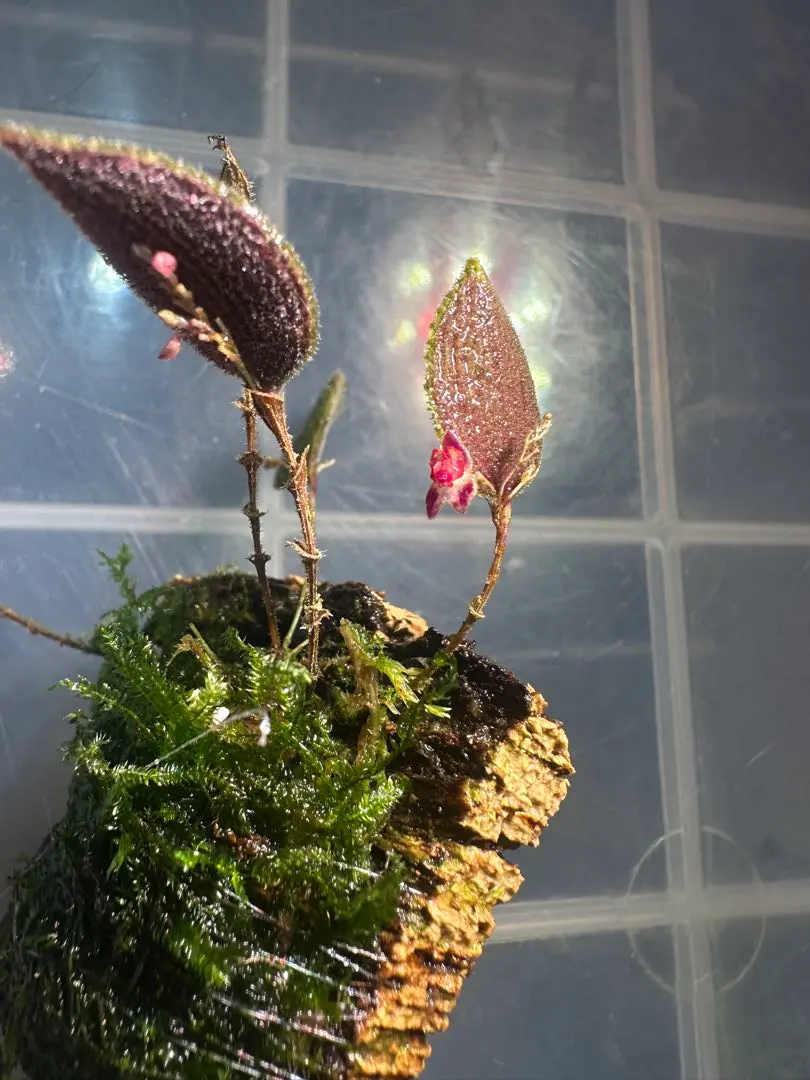 2026年最新】lepanthesの人気アイテム - メルカリ