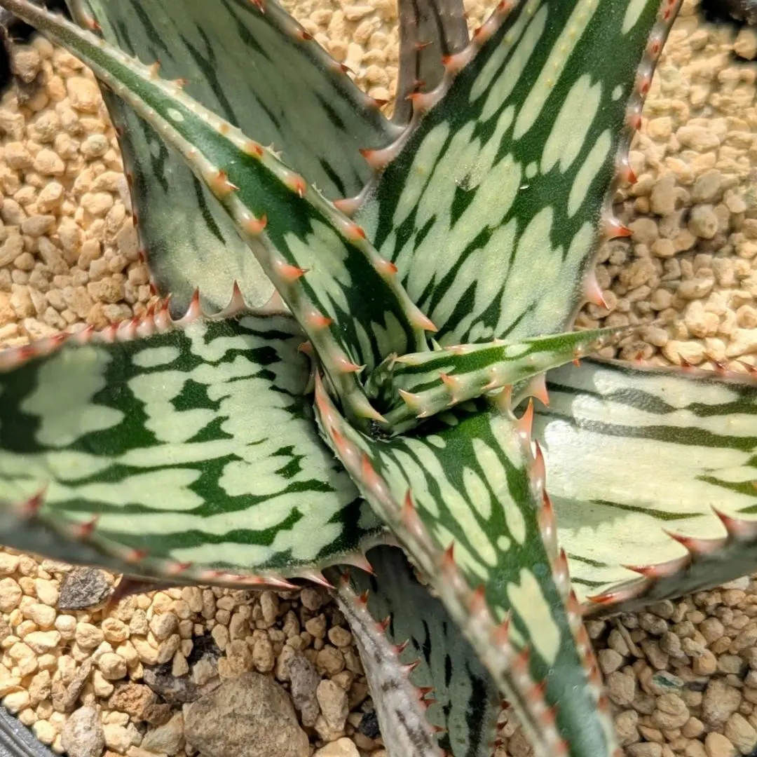 2026年最新】ヘミンギーの人気アイテム - メルカリ