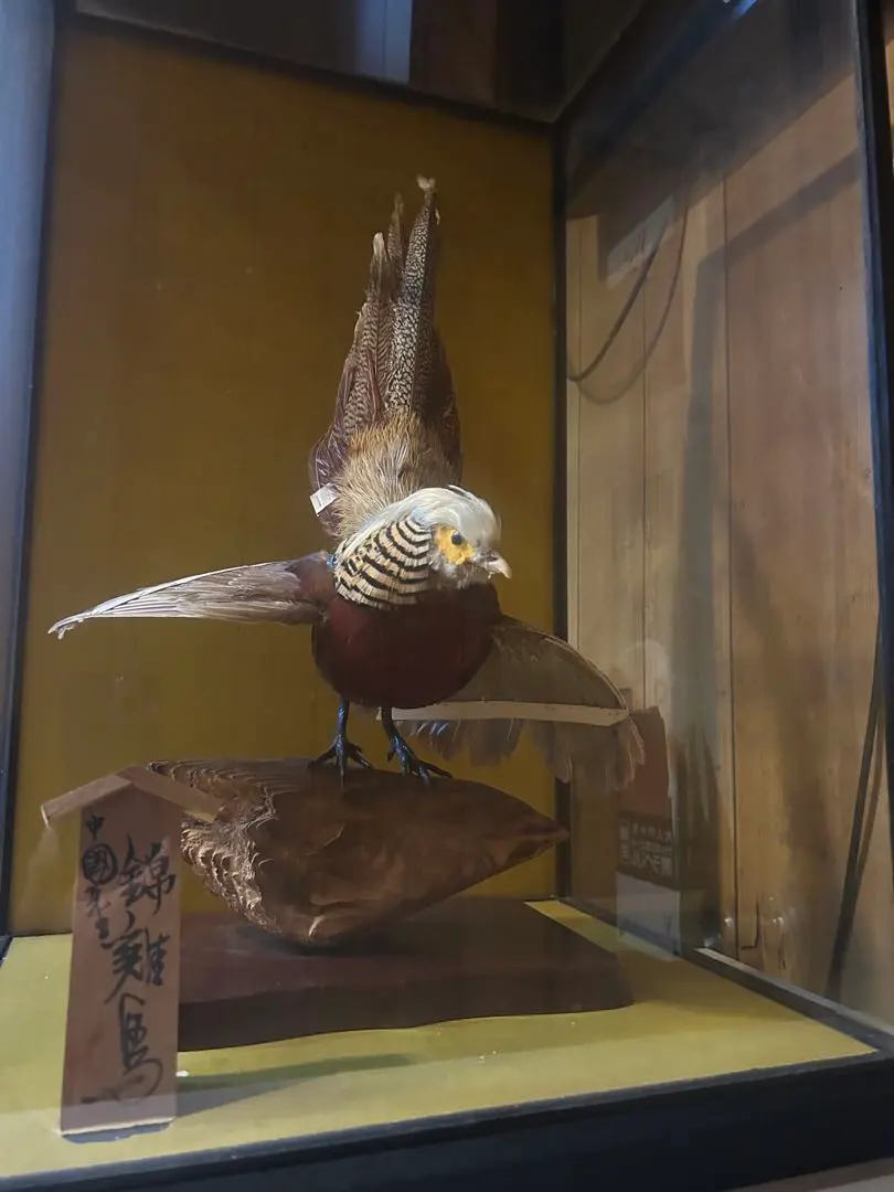 2026年最新】銀鶏鳥 剥製の人気アイテム - メルカリ