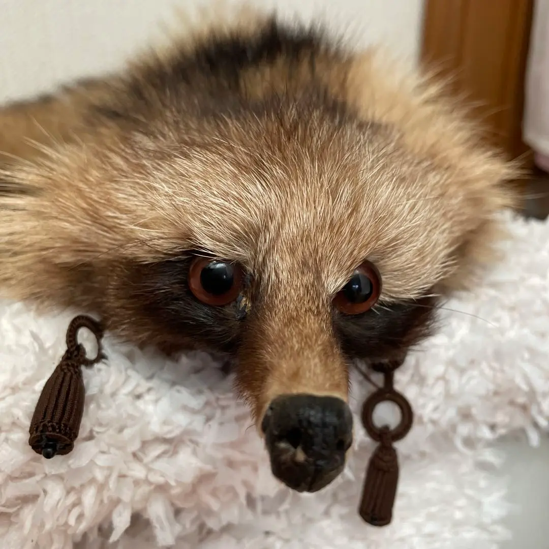 2026年最新】剥製 たぬきの人気アイテム - メルカリ