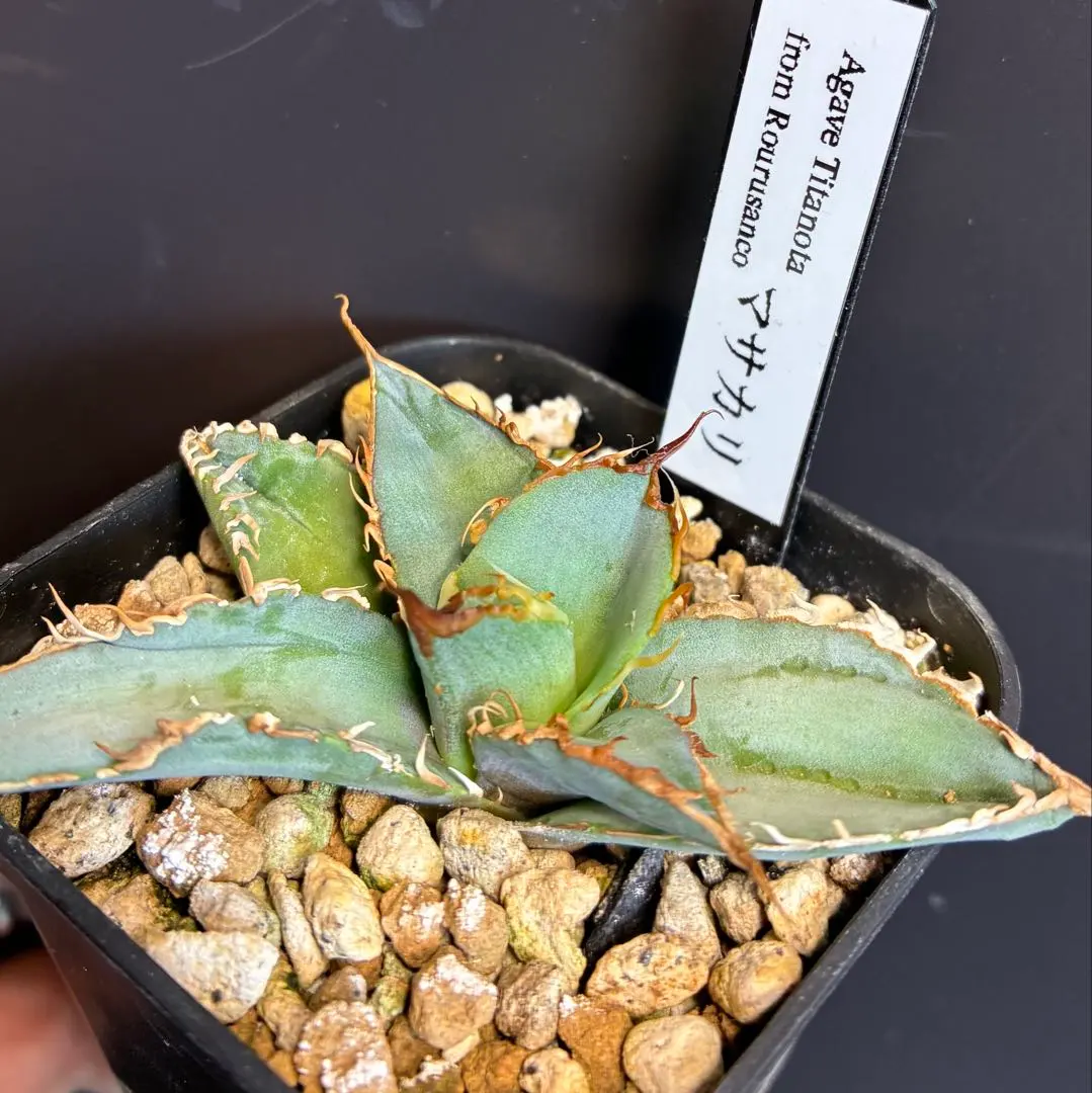 2026年最新】ロウルサンコ チタノタの人気アイテム - メルカリ