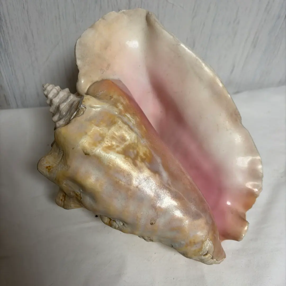 2026年最新】ピンク法螺貝の人気アイテム - メルカリ