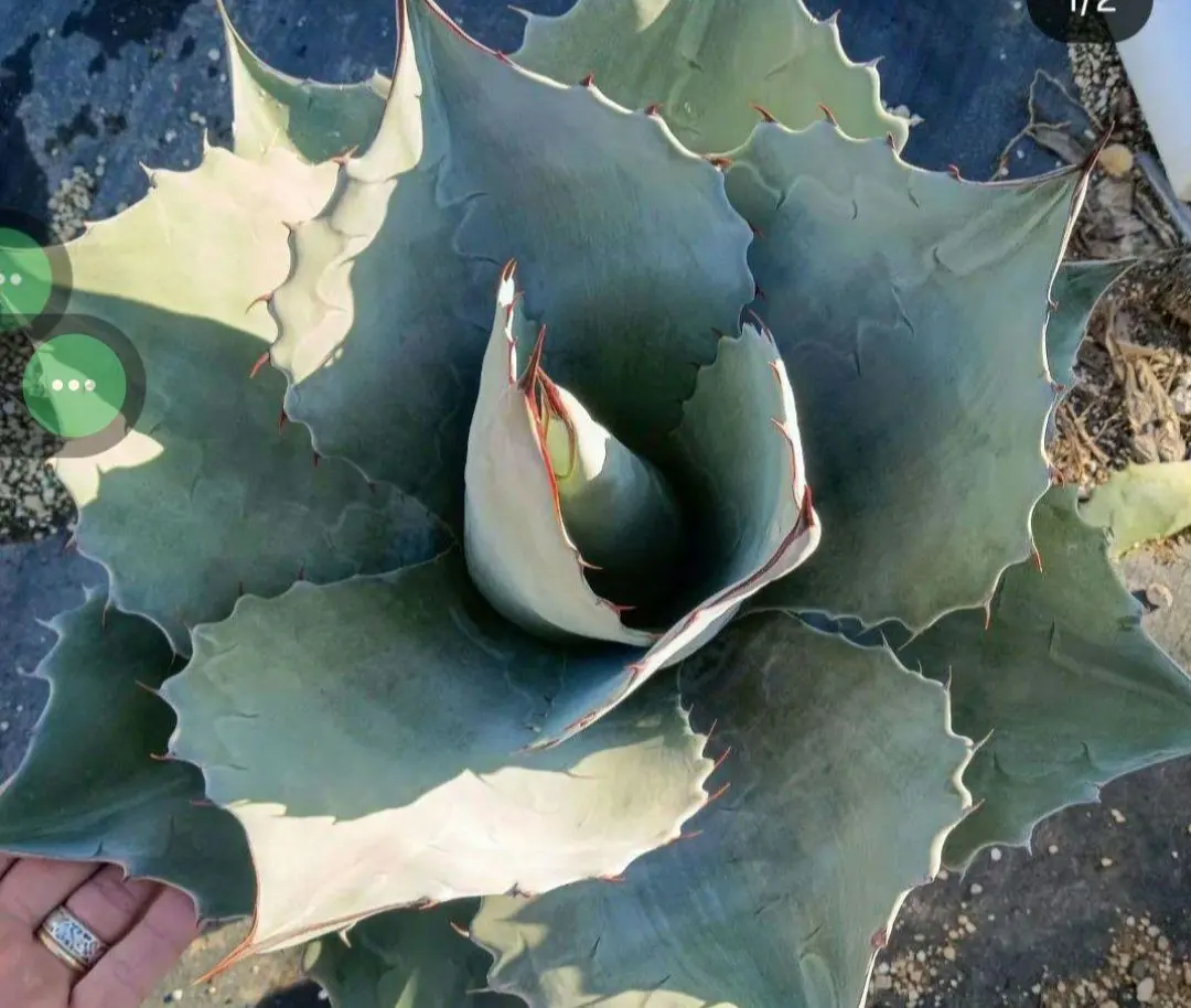 2026年最新】オバティフォリア フロスティブルーの人気アイテム - メルカリ