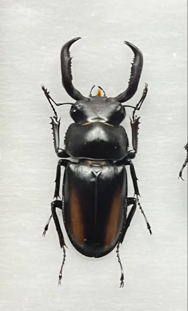 2026年最新】シカクワガタ 標本の人気アイテム - メルカリ