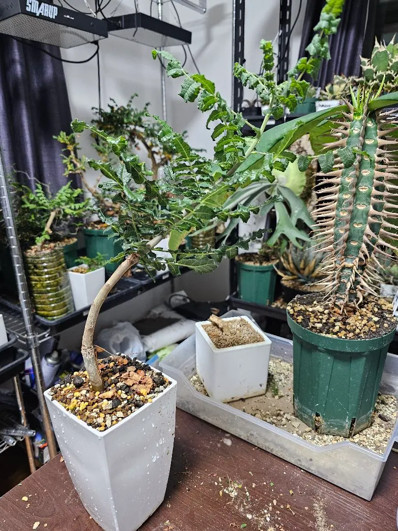 2026年最新】ボスウェリア サクラの人気アイテム - メルカリ