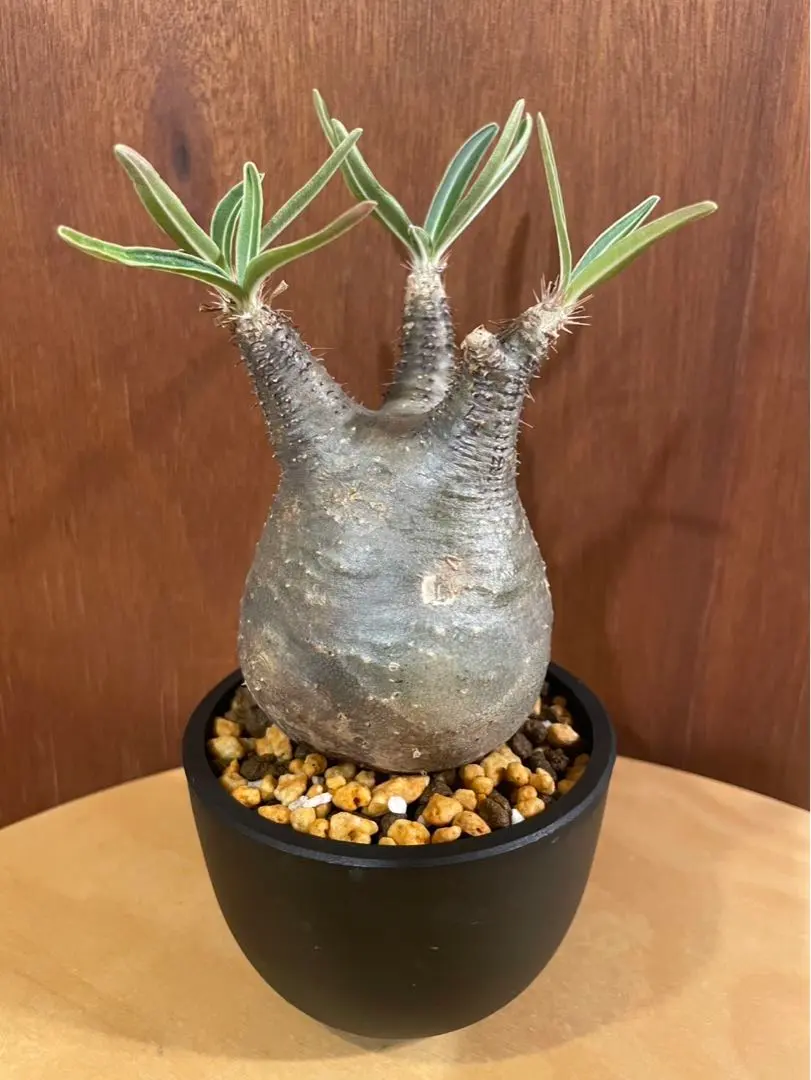 2026年最新】サンデルシー パキポディウムの人気アイテム - メルカリ