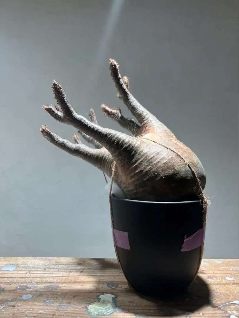 2026年最新】未発根グラキリスの人気アイテム - メルカリ