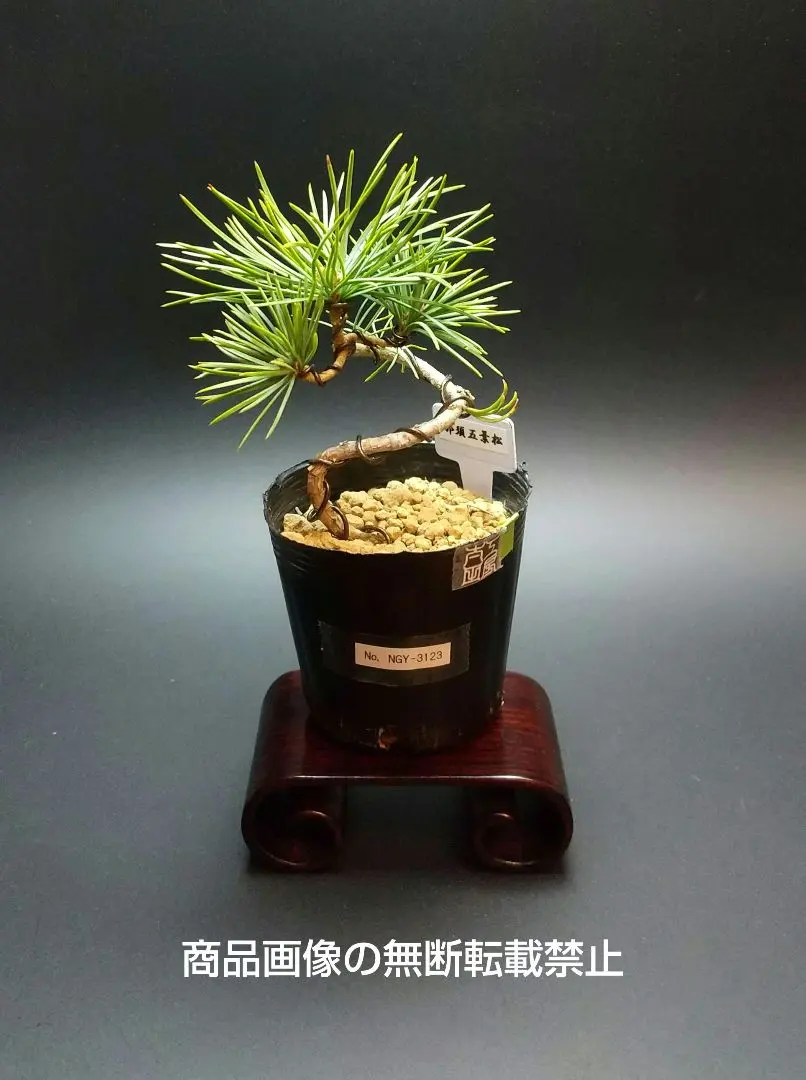 2026年最新】那須五葉松の人気アイテム - メルカリ