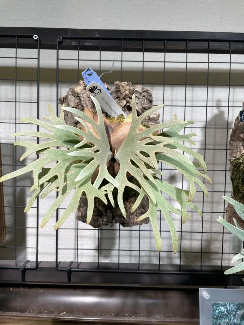 2026年最新】totoro sporeの人気アイテム - メルカリ