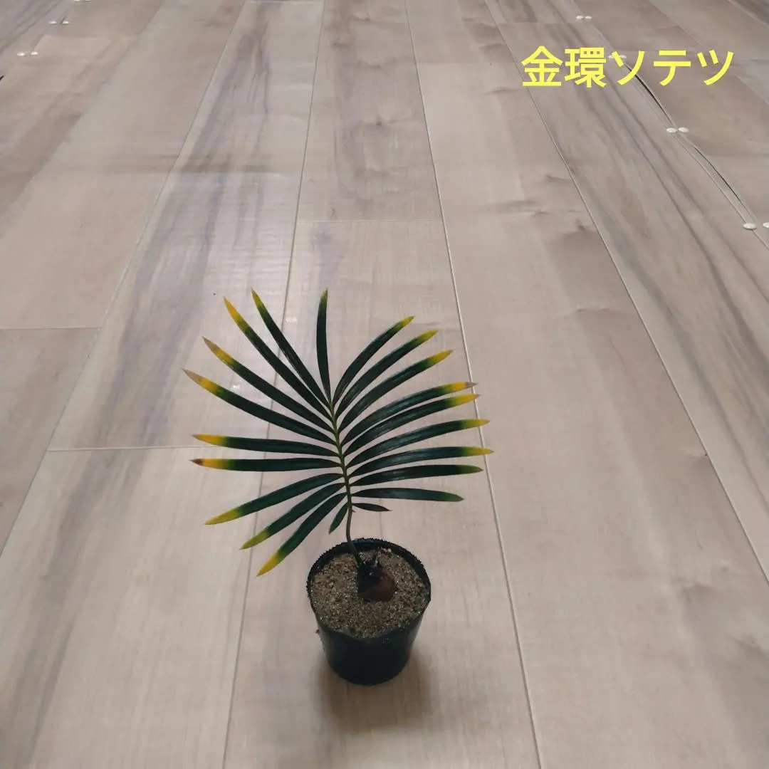 2026年最新】黄金ソテツの人気アイテム - メルカリ