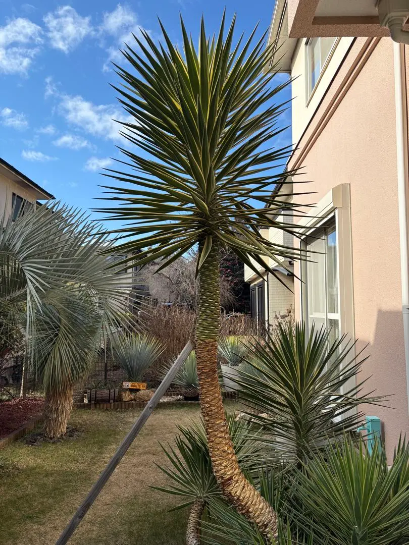 2026年最新】アロイフォリア 斑入りの人気アイテム - メルカリ