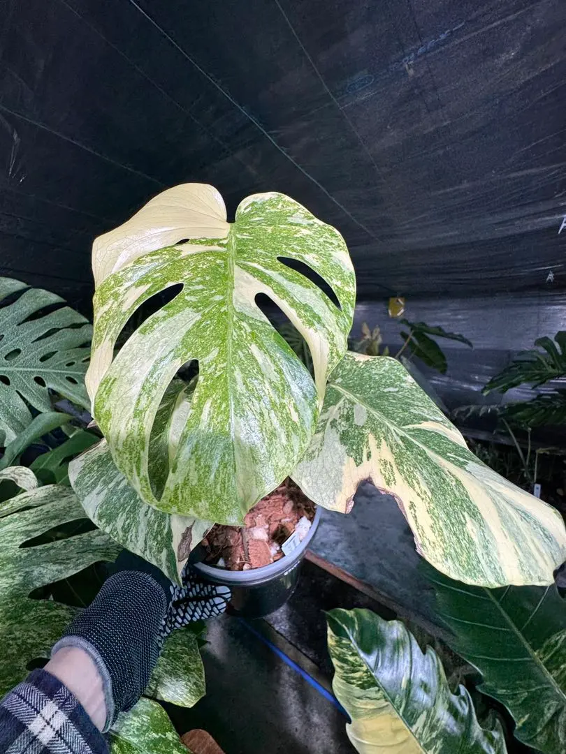 2026年最新】モンステラ デリシオーサ レガシー 斑入りの人気アイテム