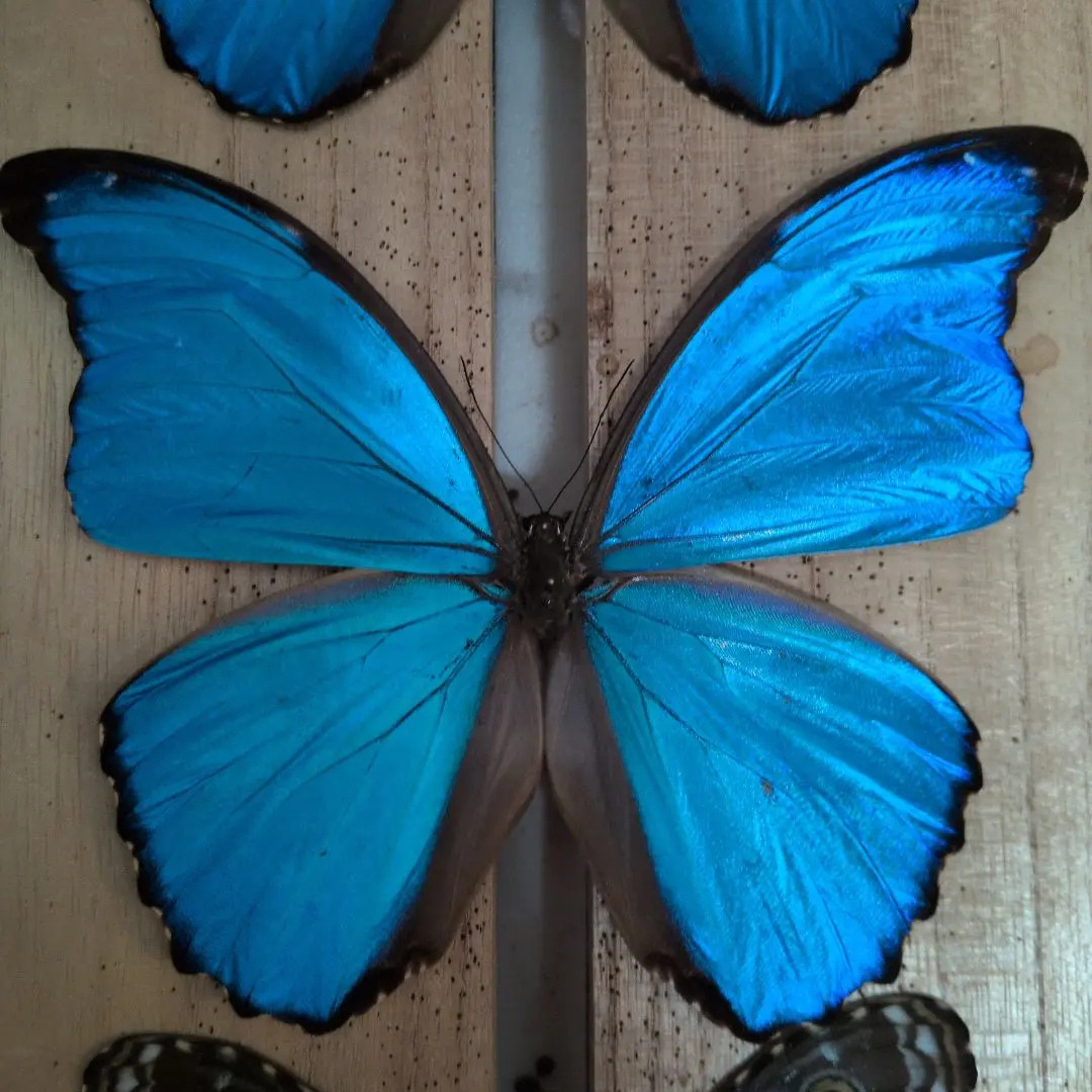 2026年最新】ディディウスモルフォの人気アイテム - メルカリ