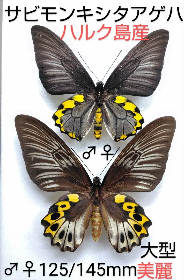 2026年最新】キシタアゲハの人気アイテム - メルカリ