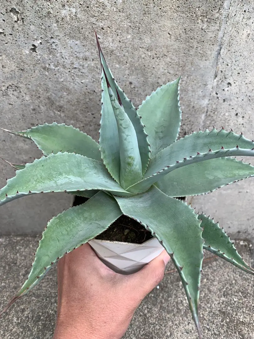 2026年最新】アガベオバティフォリアオルカの人気アイテム - メルカリ