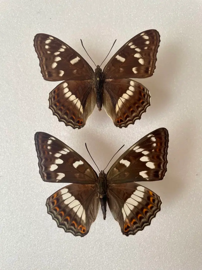 2026年最新】オオイチモンジの人気アイテム - メルカリ