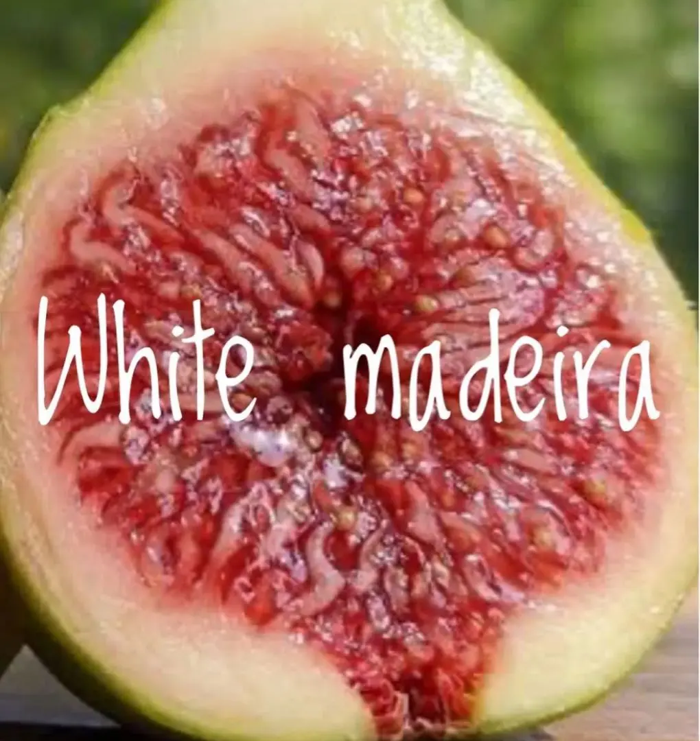 2026年最新】イチジク苗 ブラックマデイラの人気アイテム - メルカリ