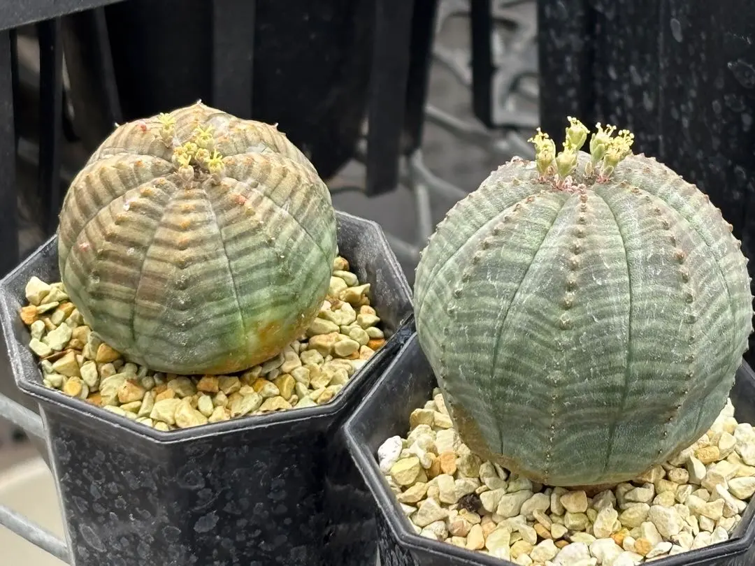 2026年最新】オベサ 綴化の人気アイテム - メルカリ