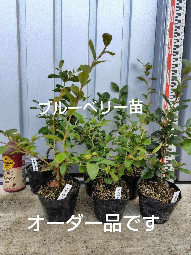 2026年最新】コロンブス ブルーベリーの人気アイテム - メルカリ