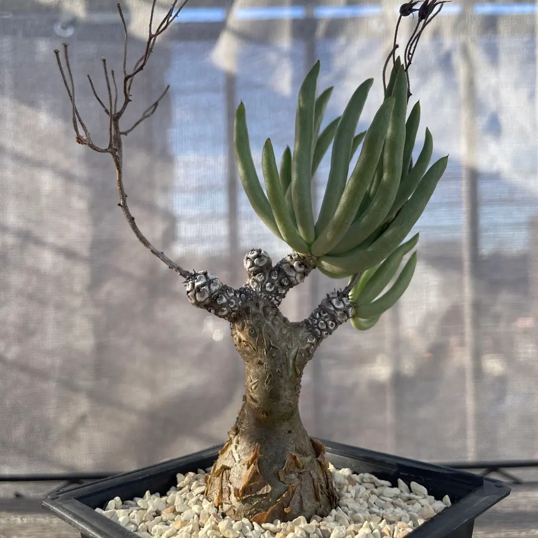 2026年最新】チレコドン ペアルソニーの人気アイテム - メルカリ