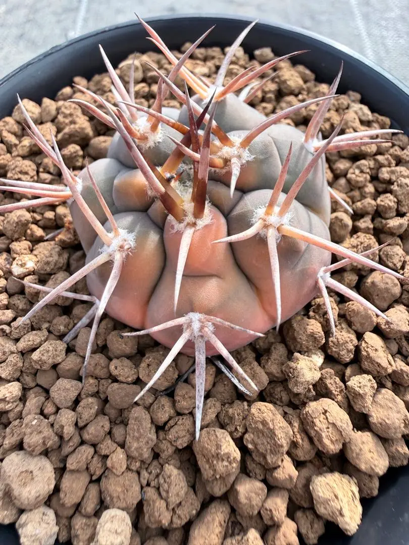 2026年最新】守金魔天竜の人気アイテム - メルカリ