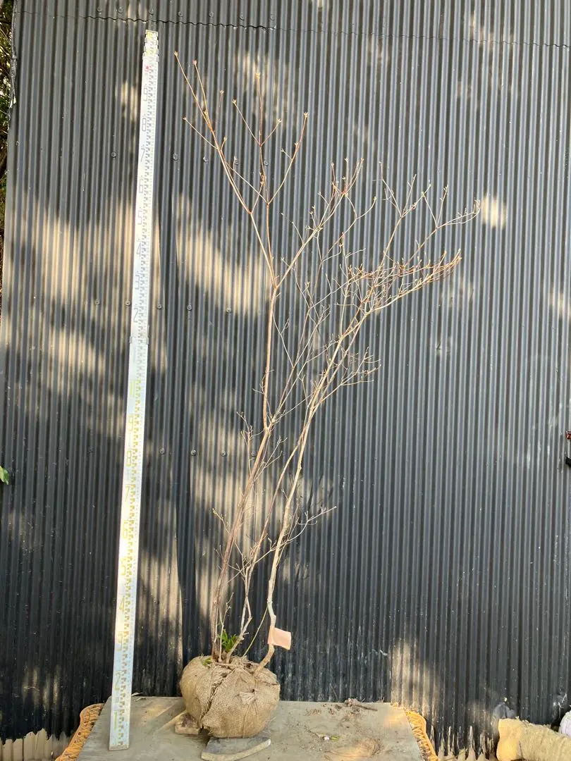 2026年最新】山採り ミツバツツジの人気アイテム - メルカリ