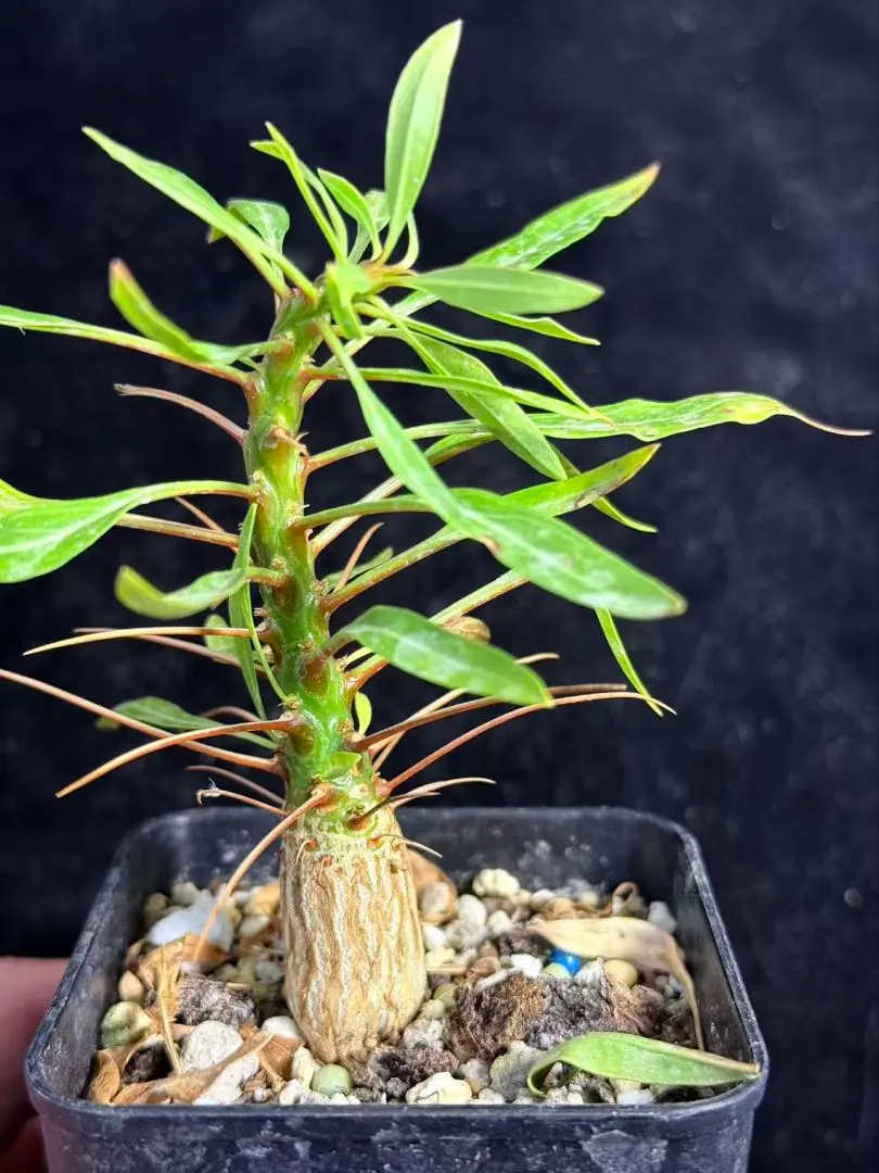 2026年最新】フォークイエリアプルプシーの人気アイテム - メルカリ