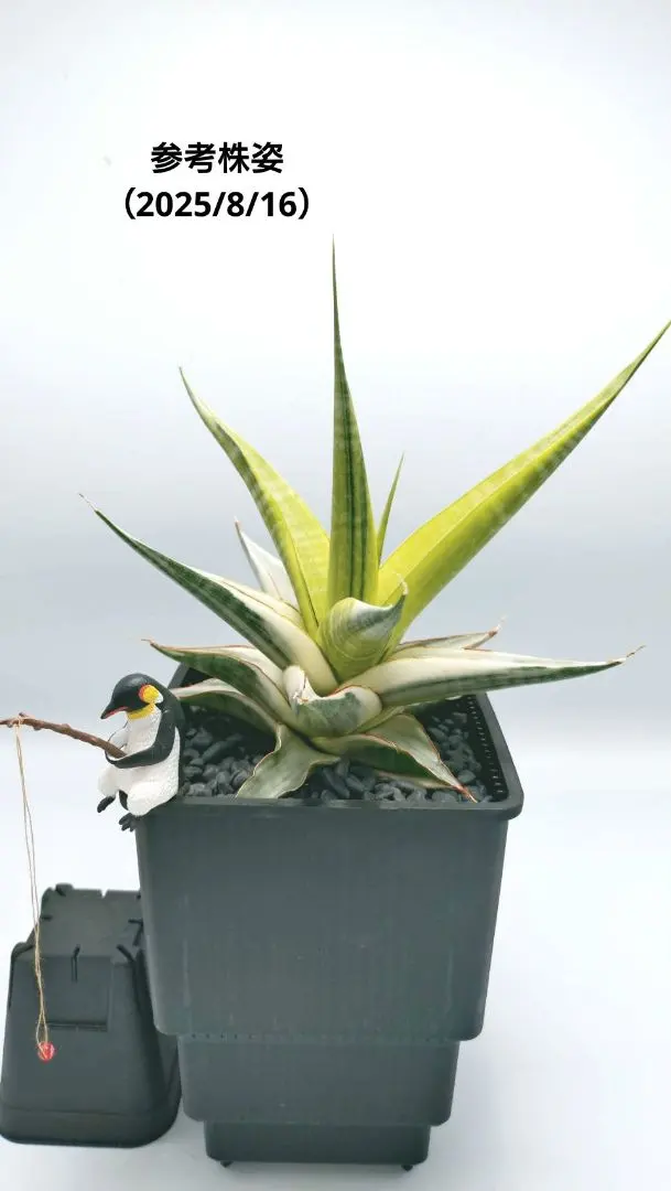 2026年最新】スノーホワイト サンスベリアの人気アイテム - メルカリ