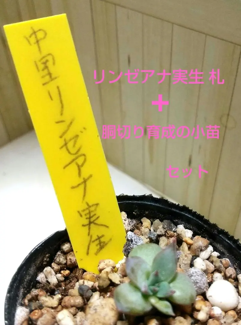 m76597566770_1.jpg?1766554005