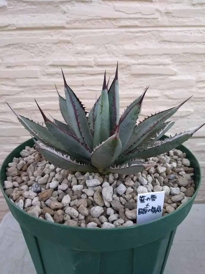 2026年最新】アガベ笹の雪 ハイブリッドの人気アイテム - メルカリ