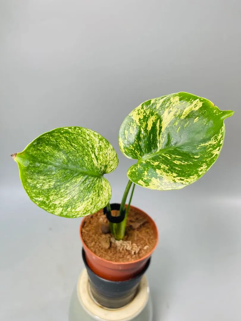 2026年最新】サイアムミント モンステラの人気アイテム - メルカリ