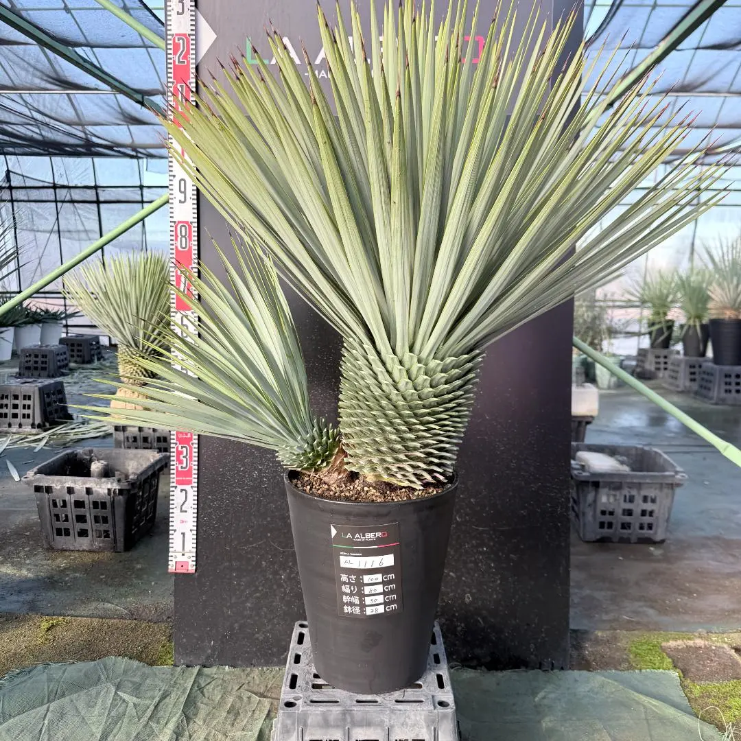 2026年最新】ユッカロストラータ ダブルヘッドの人気アイテム - メルカリ