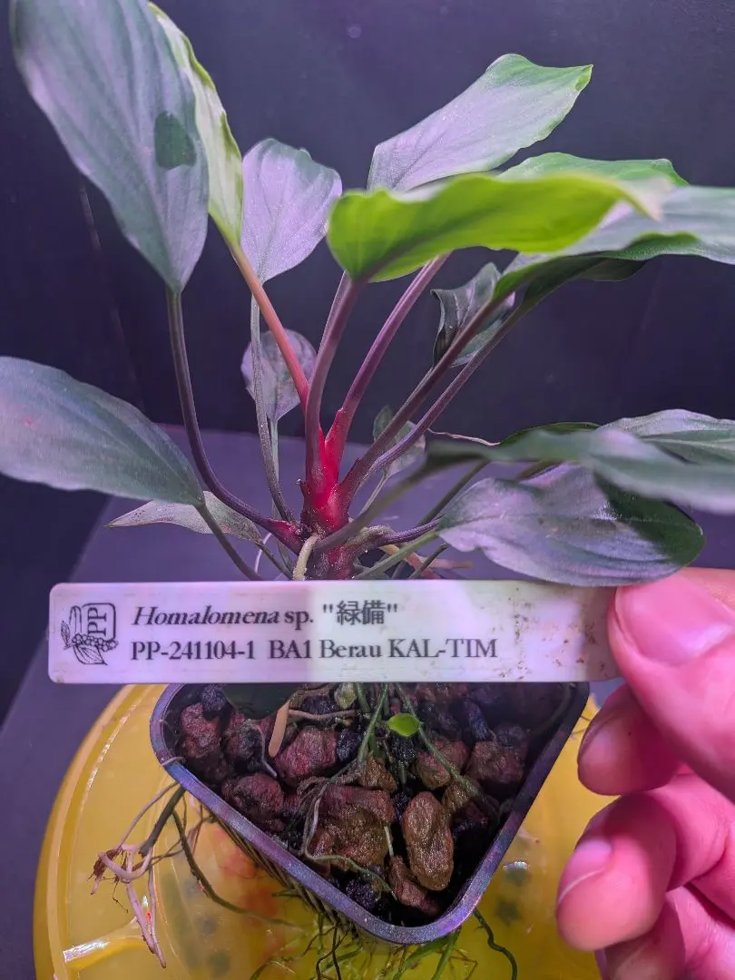 2026年最新】ホマロメナ 赤備の人気アイテム - メルカリ