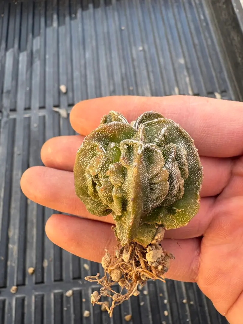 2026年最新】複隆ランポー玉の人気アイテム - メルカリ