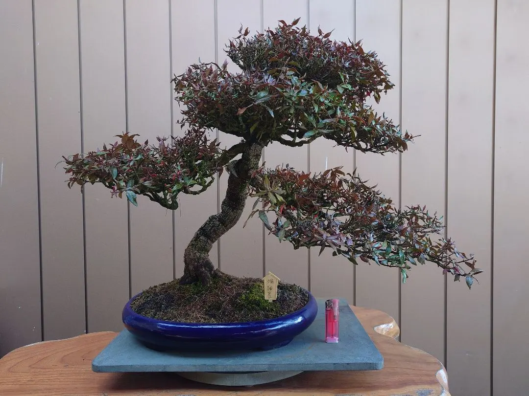 2026年最新】盆栽鉢 鴻陽の人気アイテム - メルカリ