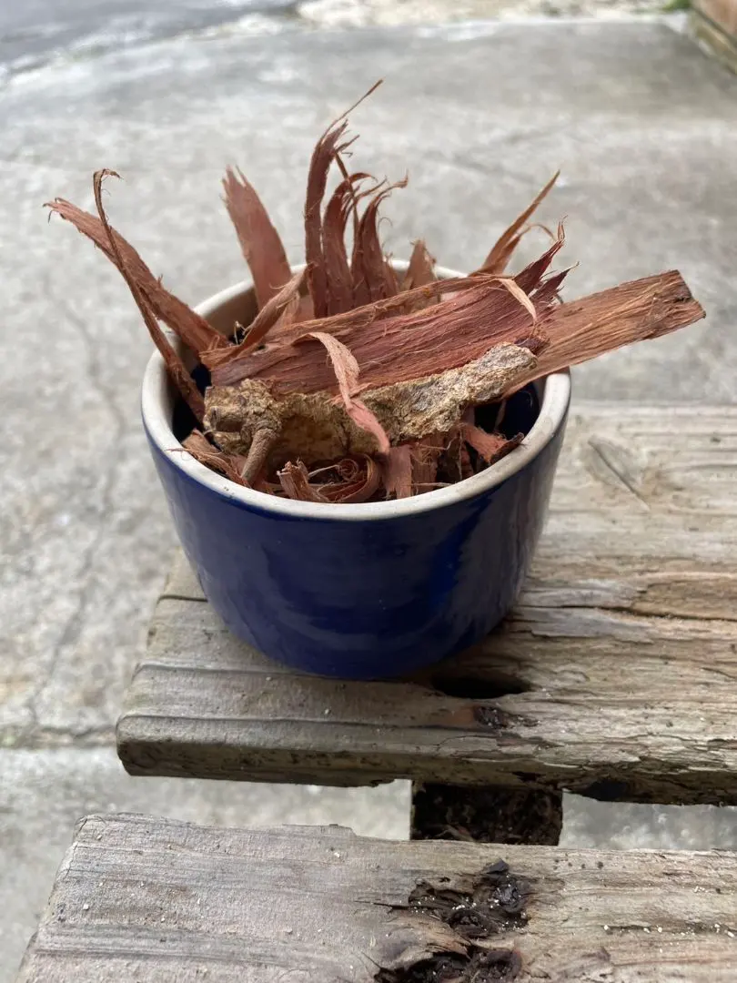 2026年最新】acacia confusaの人気アイテム - メルカリ