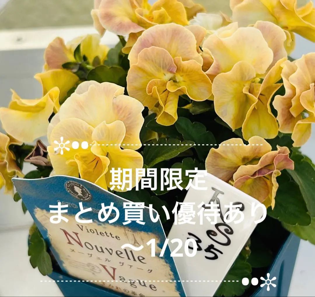 2026年最新】ビオラヌーヴェルヴァーグすみれの革命の人気アイテム
