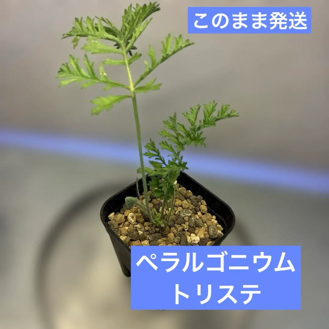 m78280196687_1.jpg?1771110356