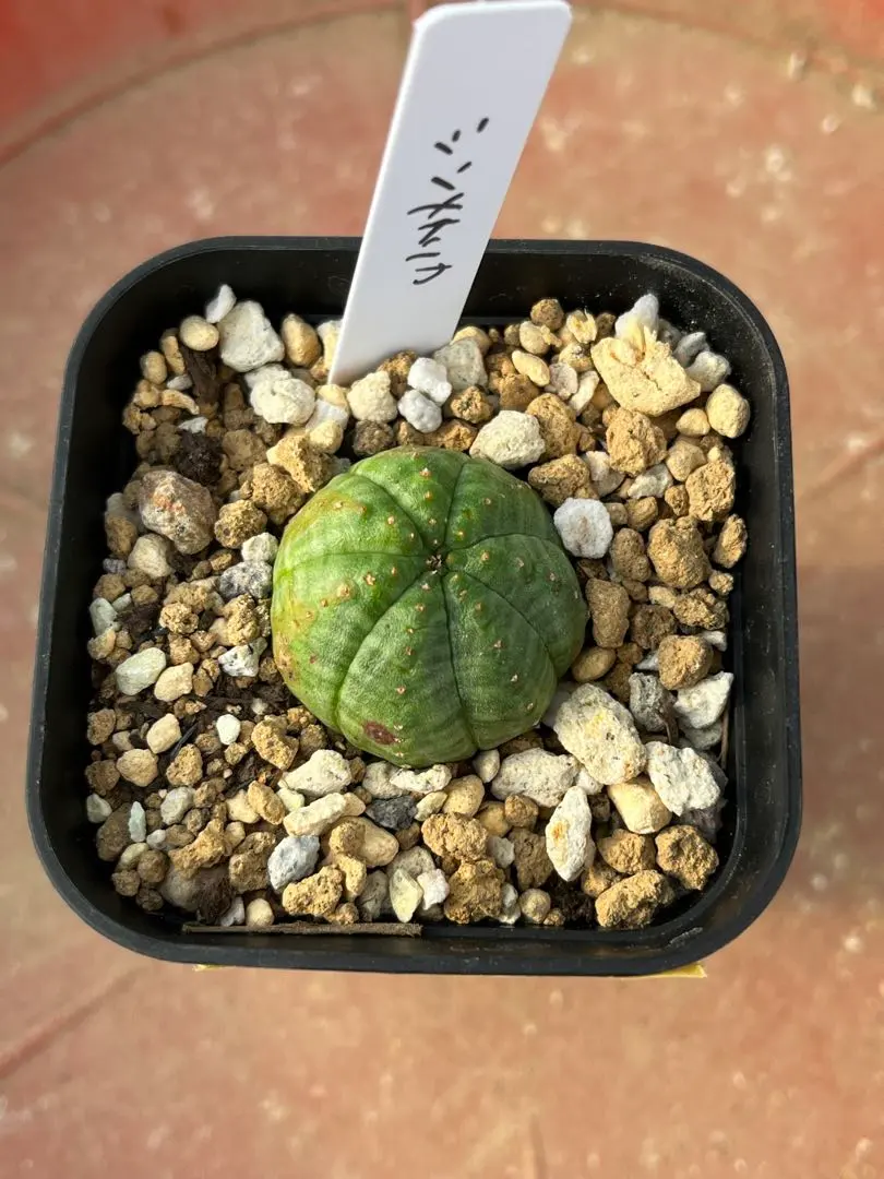 2026年最新】ユーフォルビア シンメトリカの人気アイテム - メルカリ