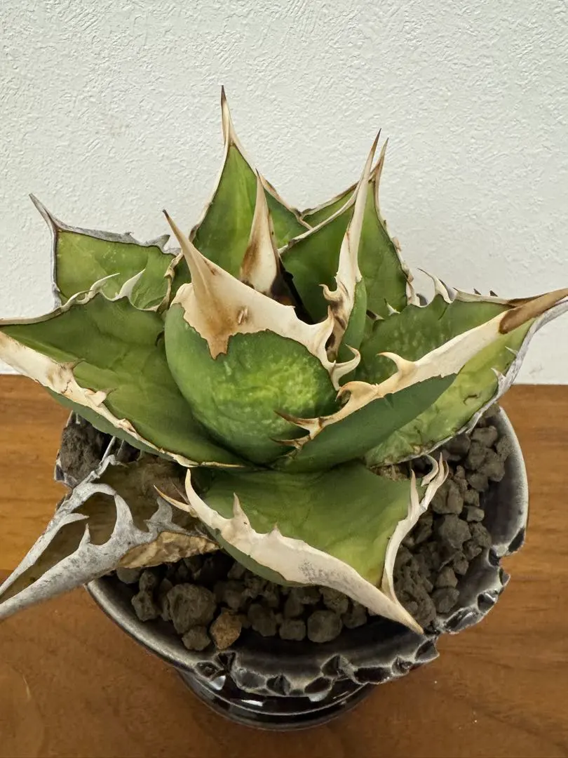 2026年最新】オアハカ オテロイ 現地球の人気アイテム - メルカリ