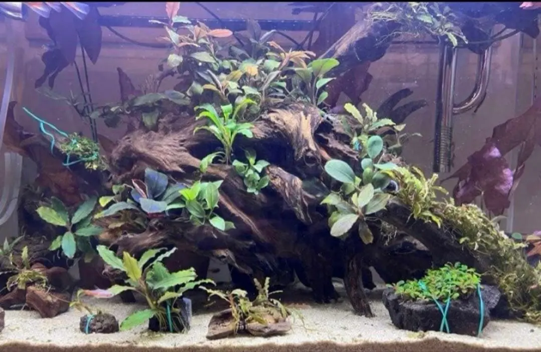 2026年最新】ブセファンドラ レッドベルベットの人気アイテム - メルカリ