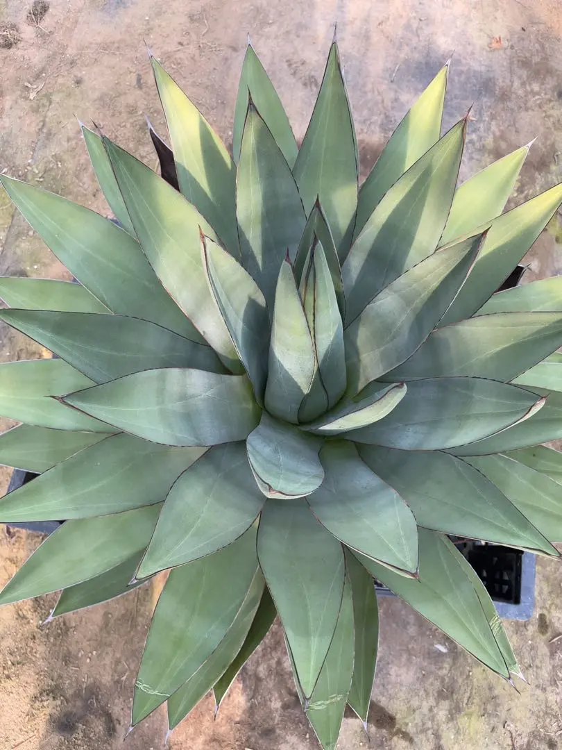 2026年最新】オバティフォリア ハイブリッドの人気アイテム - メルカリ