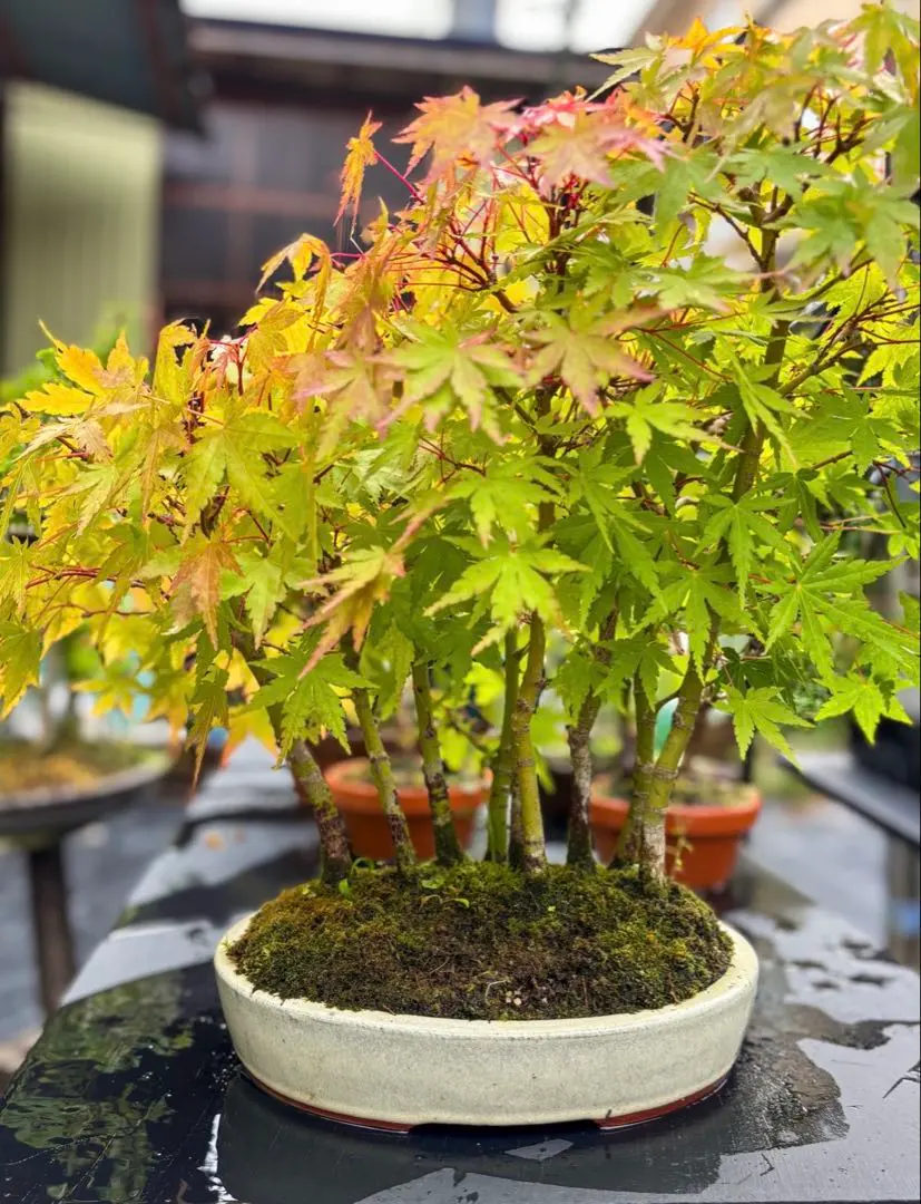 2026年最新】山もみじ盆栽の人気アイテム - メルカリ