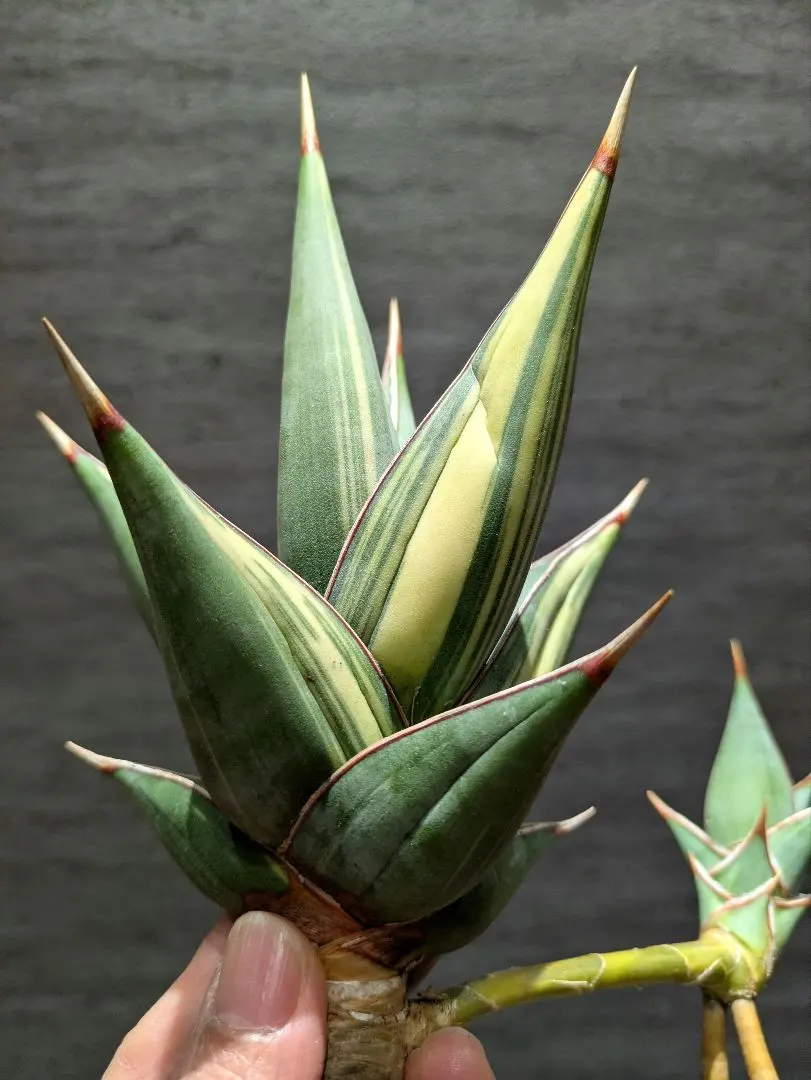 2026年最新】ピングイキュラ 斑入りの人気アイテム - メルカリ