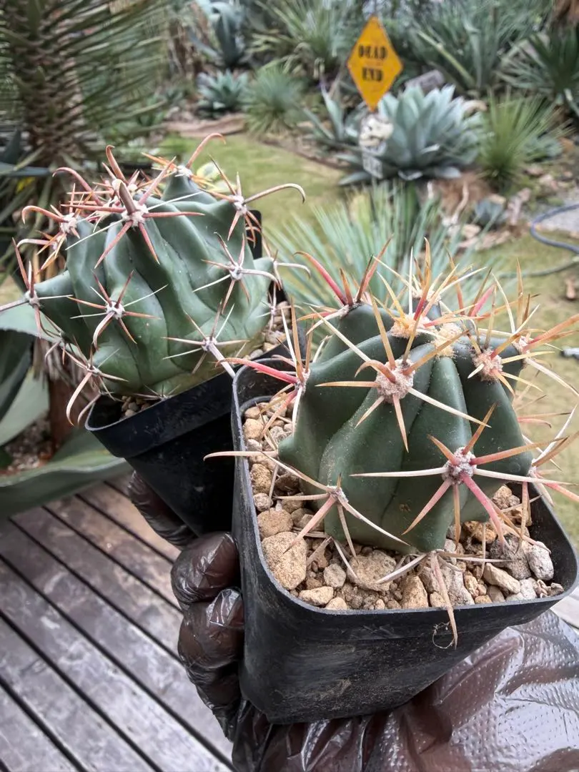 2026年最新】刈穂玉の人気アイテム - メルカリ