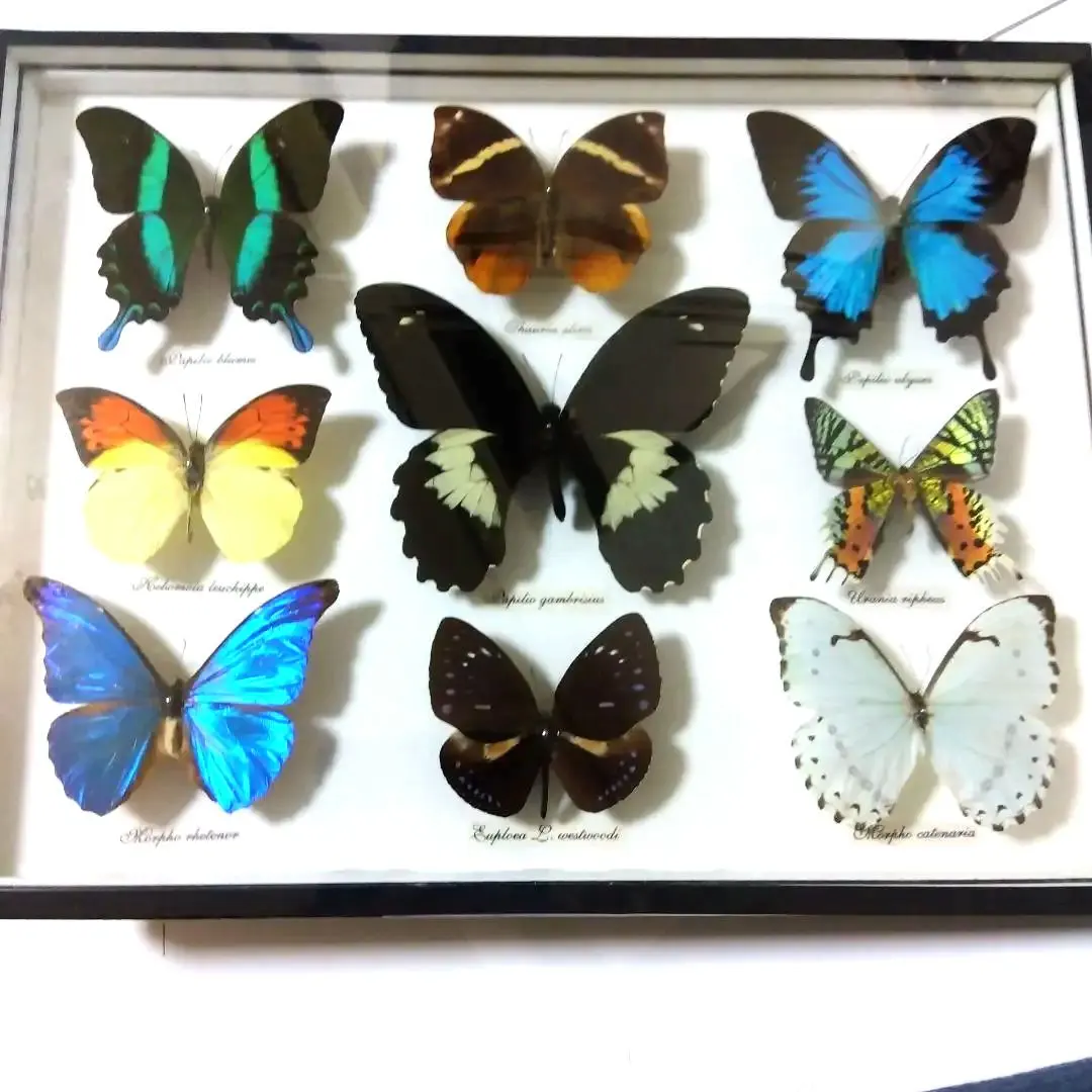 2026年最新】オオルリアゲハ 標本の人気アイテム - メルカリ