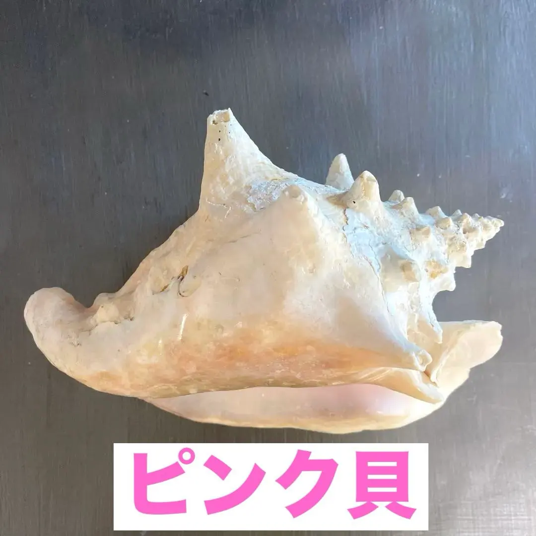 2026年最新】ピンク法螺貝の人気アイテム - メルカリ